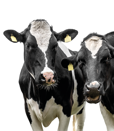 cows on a white backgroun  isolated