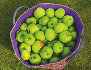 Bramley cooking apples harvested in a local garden in Northern ireland and collected in a large bag