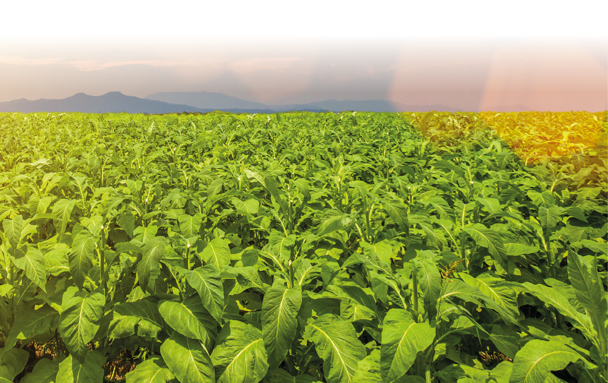 tobacco field under blue sky