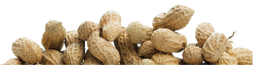 Pile of peanuts isolated on white background