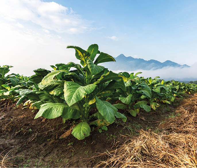Tobacco farm in morning with road 