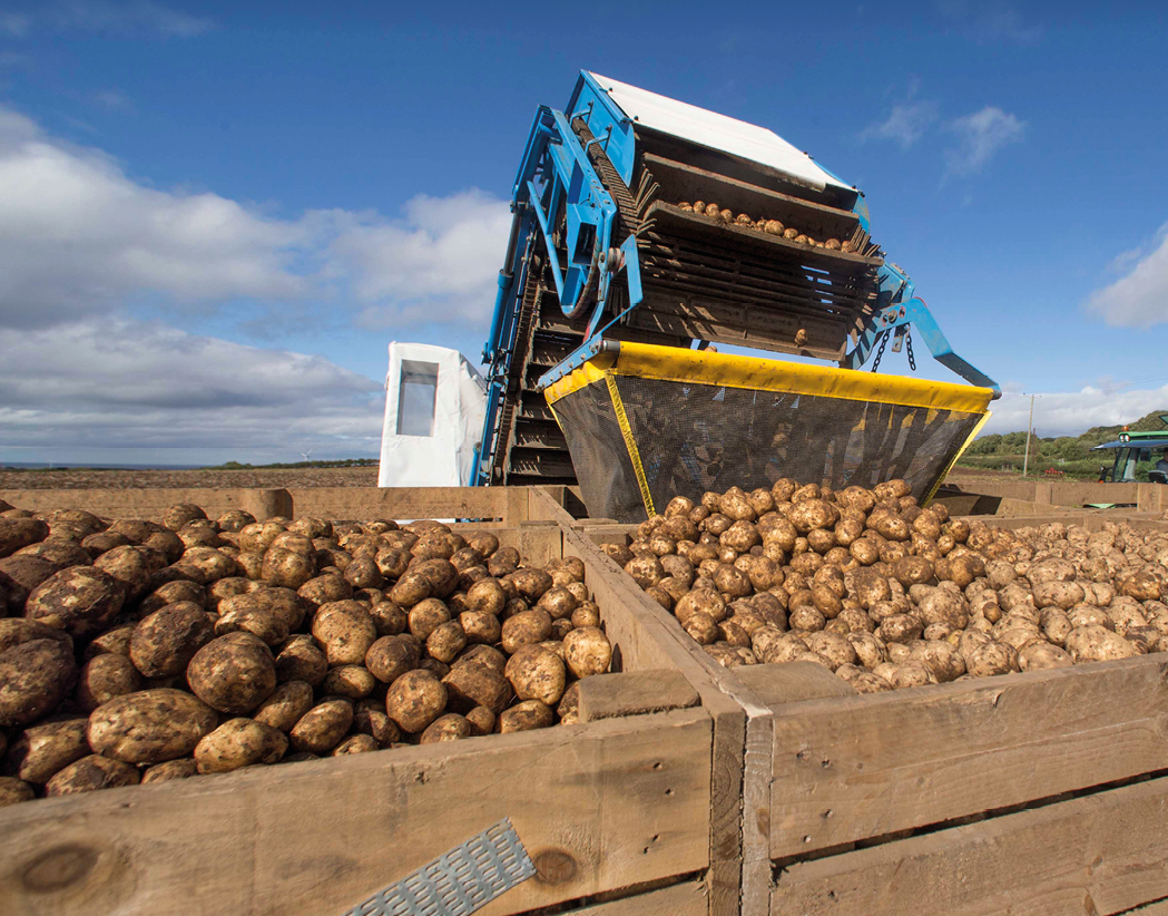 Portrush, Northern Ireland, 21st September 2018, The McCurdy Family harvest their potatoes from a field near Portrush in Northern Ireland 