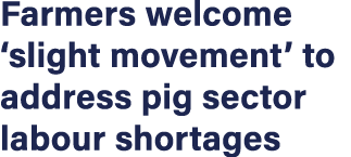 Farmers welcome  slight movement  to address pig sector labour shortages