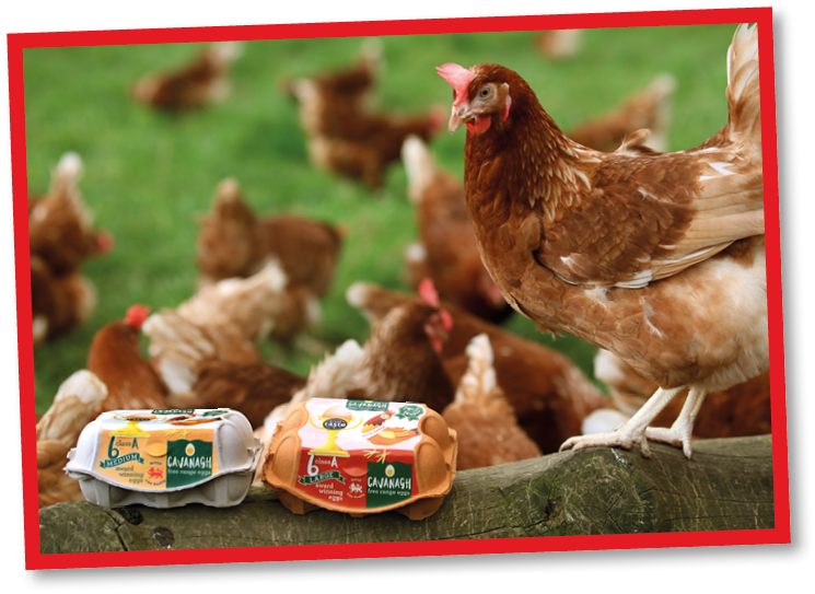 Cavanagh Eggs  picture by John McVitty - 07771987378 - 