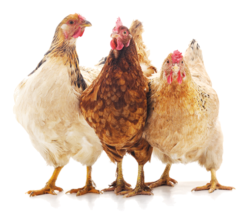 Three brown chicken isolated on white background 