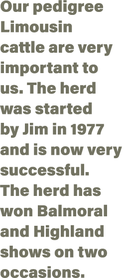 Our pedigree Limousin cattle are very important to us  The herd was started by Jim in 1977 and is now very successful   
