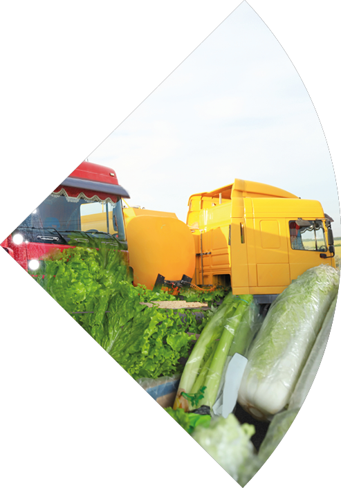 Collage with trucks, world globe, vegetables and herbs  Wholesale concept