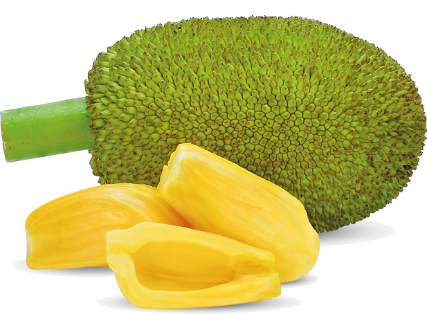 Jackfruit isolated on white background