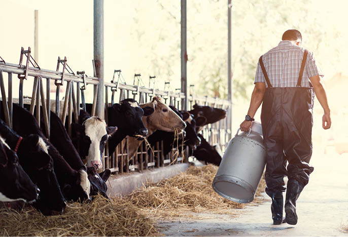 farmer asian are holding a container of milk on his farm.walking out of the farm