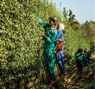Sandriver Estate Orchard