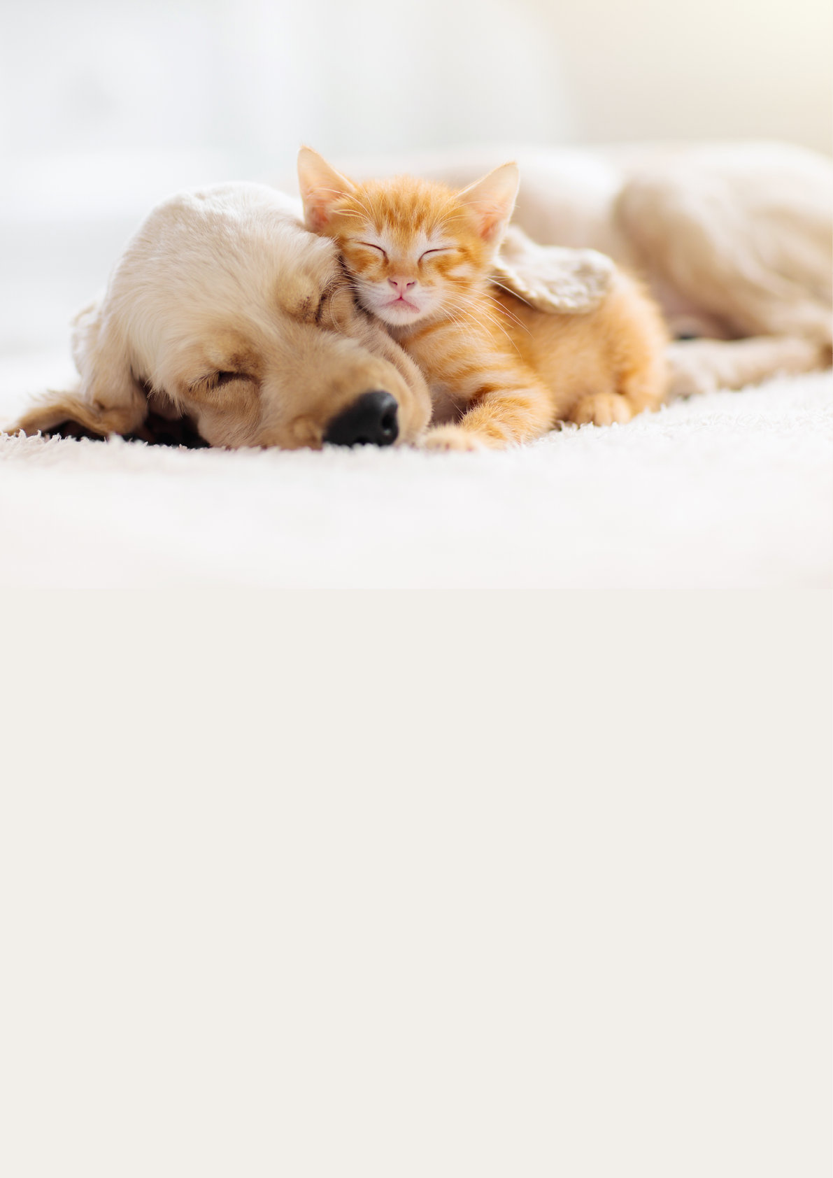 Cat and dog sleeping together. Kitten and puppy taking nap. Home pets. Animal care. Love and friendship. Domestic animals.