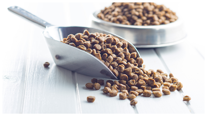 Dried food for dogs or cats in scoop.