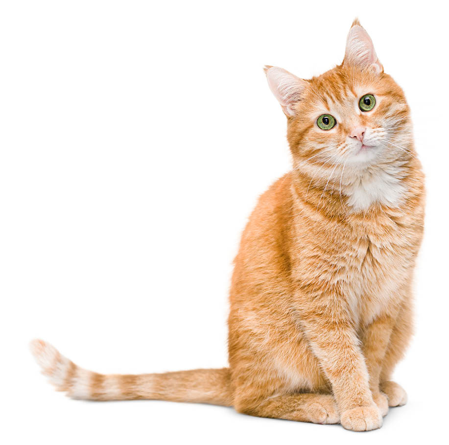 cute ginger cat sitting and looking at the camera, isolated on white background