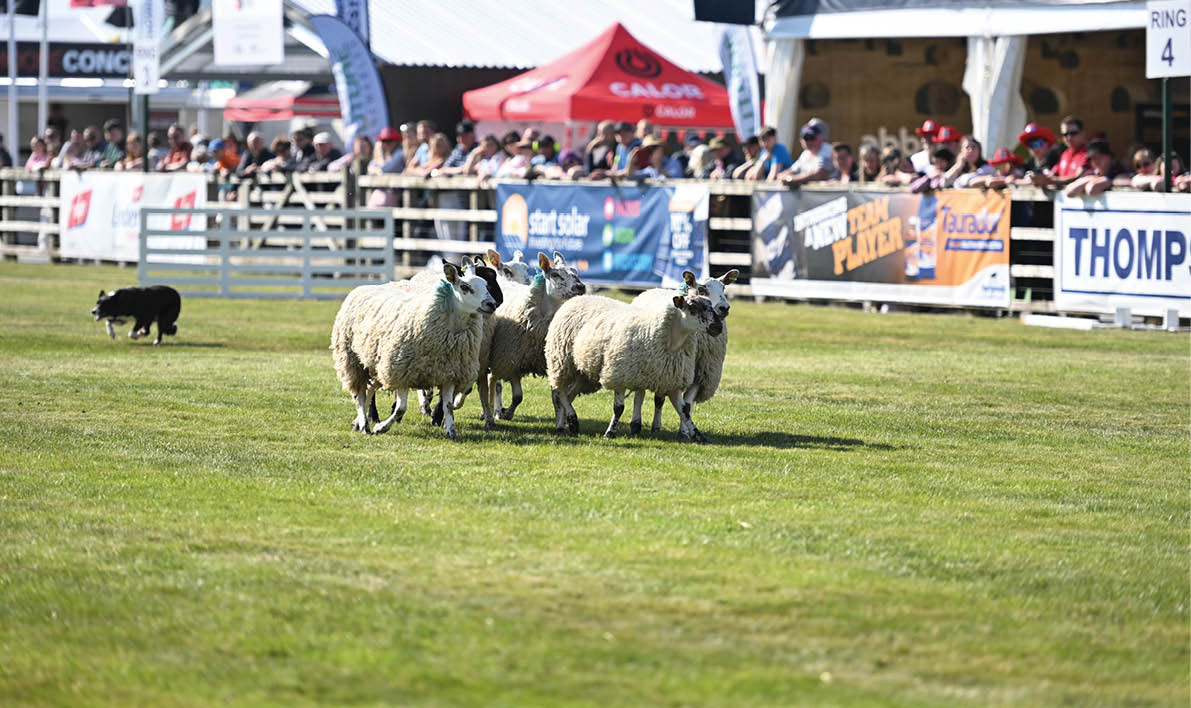 A herd of sheep is walking across a grassy field. AI generated content