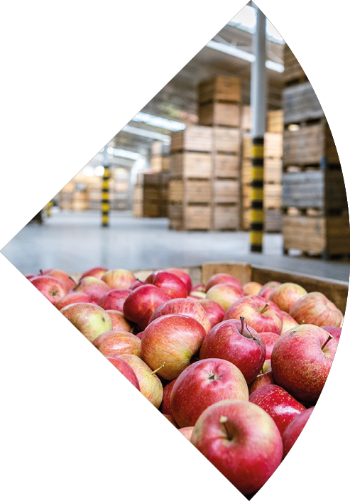 Ripe juicy red apples in a container. Production facilities of large warehouse - grading, packing and storage of crops.