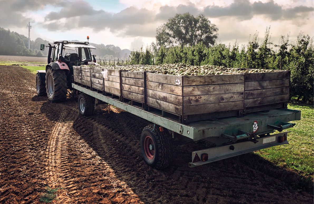 Old tractor carrying wooden crates with freshly harvested pears