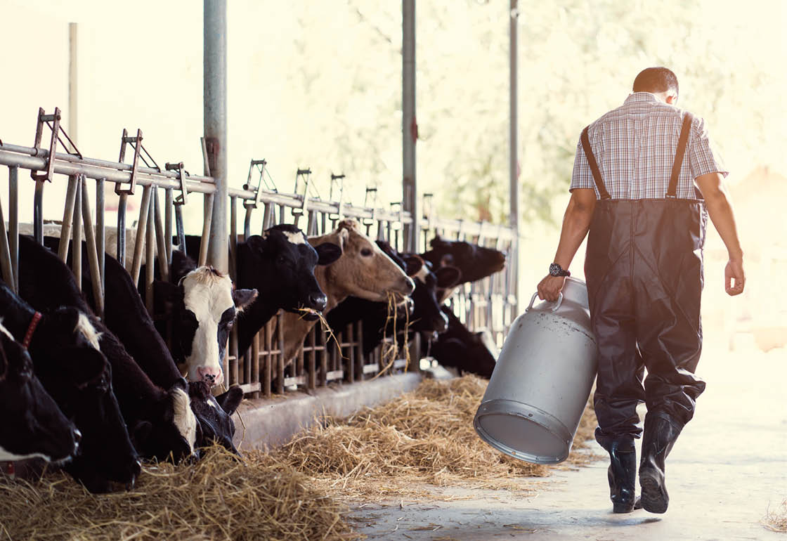 A man is walking down a barn aisle carrying a milk can. AI generated content