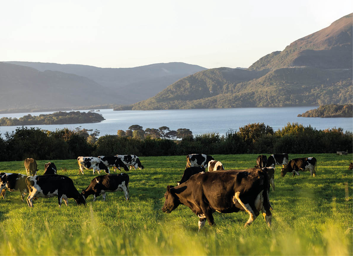 A herd of black and white cows grazing in a field. Description generated by AI