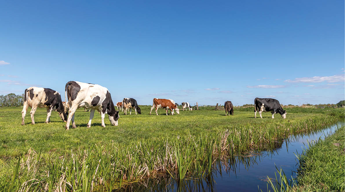 Group of cows grazing in a green in a pasture bordered by a ditch, a panoramic wide view