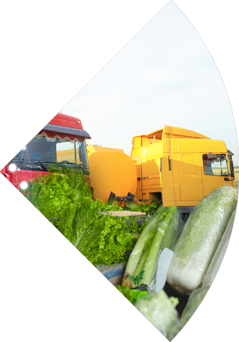 Collage with trucks, world globe, vegetables and herbs. Wholesale concept