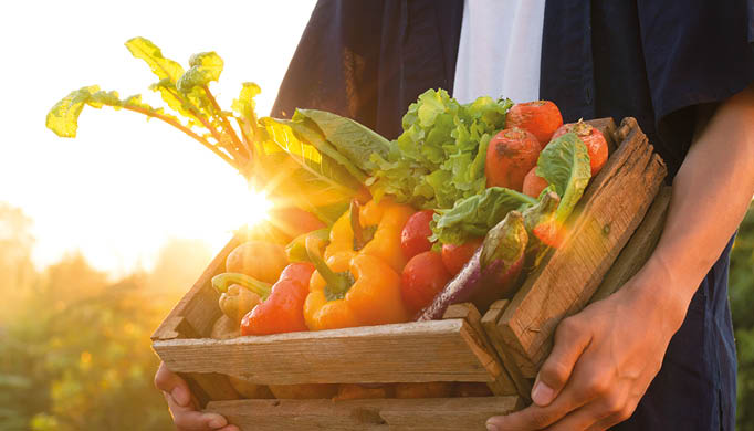 Fresh vegetables in wood box holding by farmer at beautiful sunset, Vegetable garden and healthy eating concept