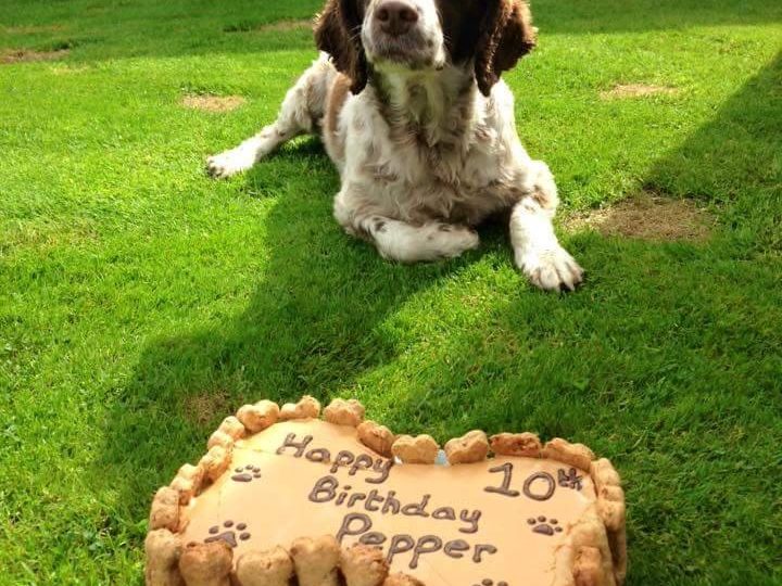Popular dog bakery business closes its doors