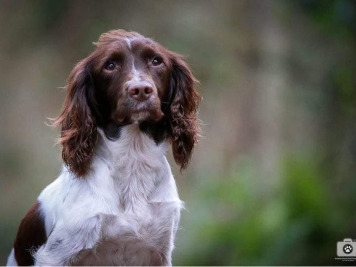 New Jollyes Cookstown store to be opened by Molly the springer spaniel