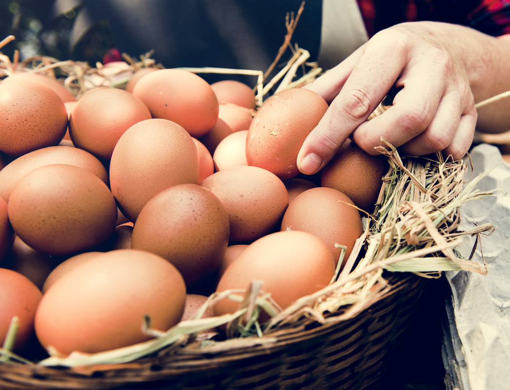 Free-range eggs no longer available in UK due to bird flu