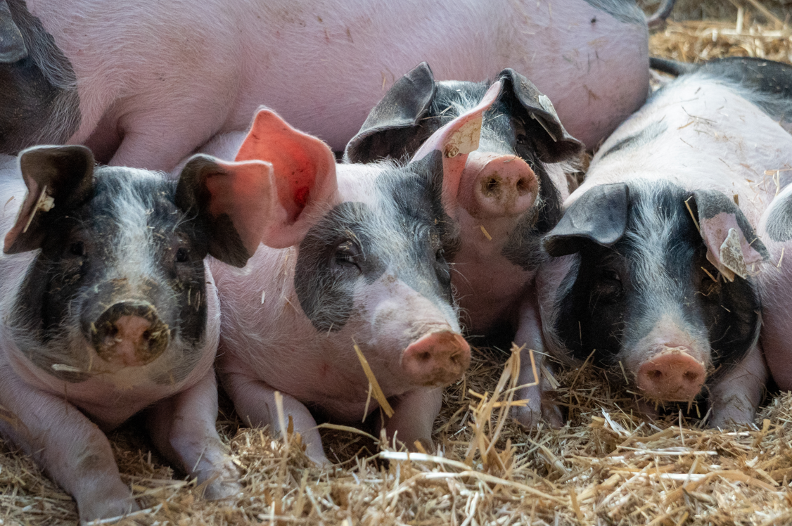 Farmers call for higher prices from retailers as they welcome £2m pig sector support scheme