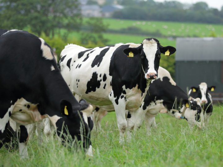 Rising input costs leading to a scarcity of milk in NI, says UFU