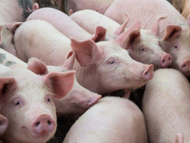Co-op invests £19m to strengthen support for pig farmers