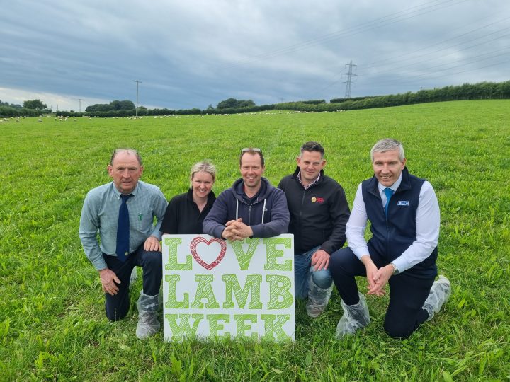 Support is critical for sheep sector this Love Lamb Week, says UFU
