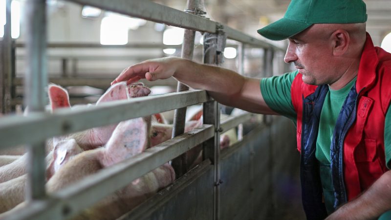 Praise for pig support scheme following UFU lobbying