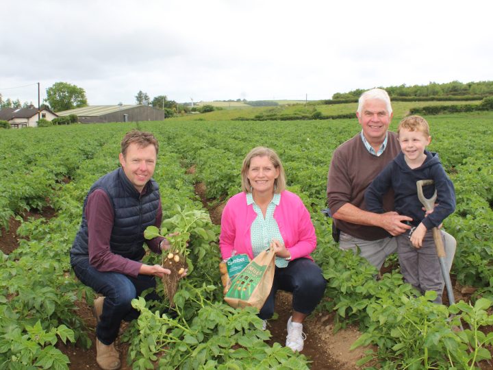 New season Comber potatoes: on their way to a shop near you