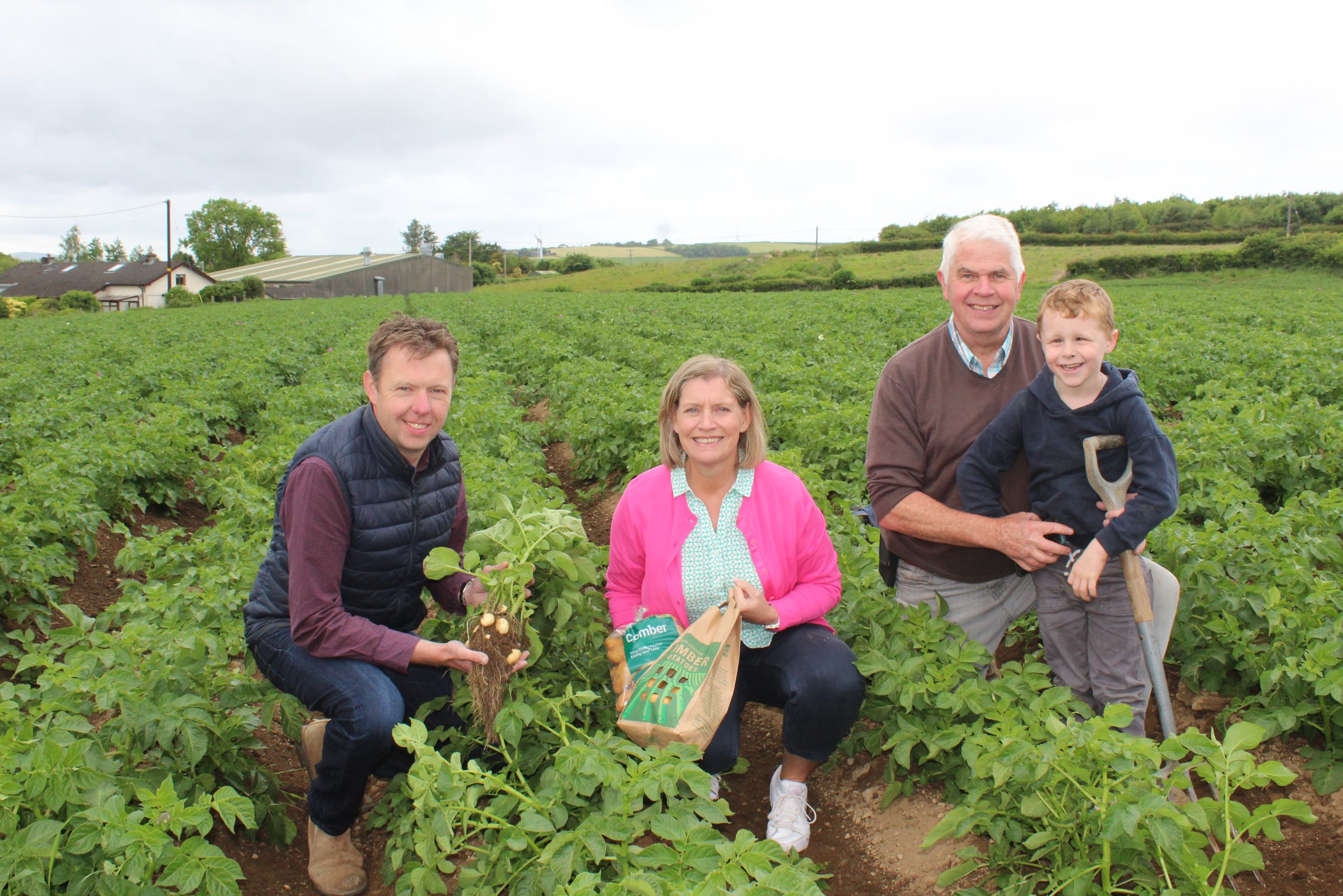 New season Comber potatoes: on their way to a shop near you
