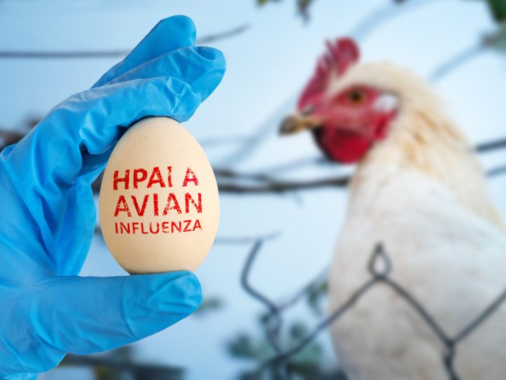 Suspect case of notifiable Avian Flu found in Co Tyrone commercial poultry premises