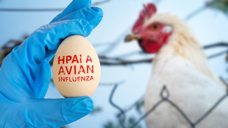 Suspect case of notifiable Avian Flu found in Co Tyrone commercial poultry premises
