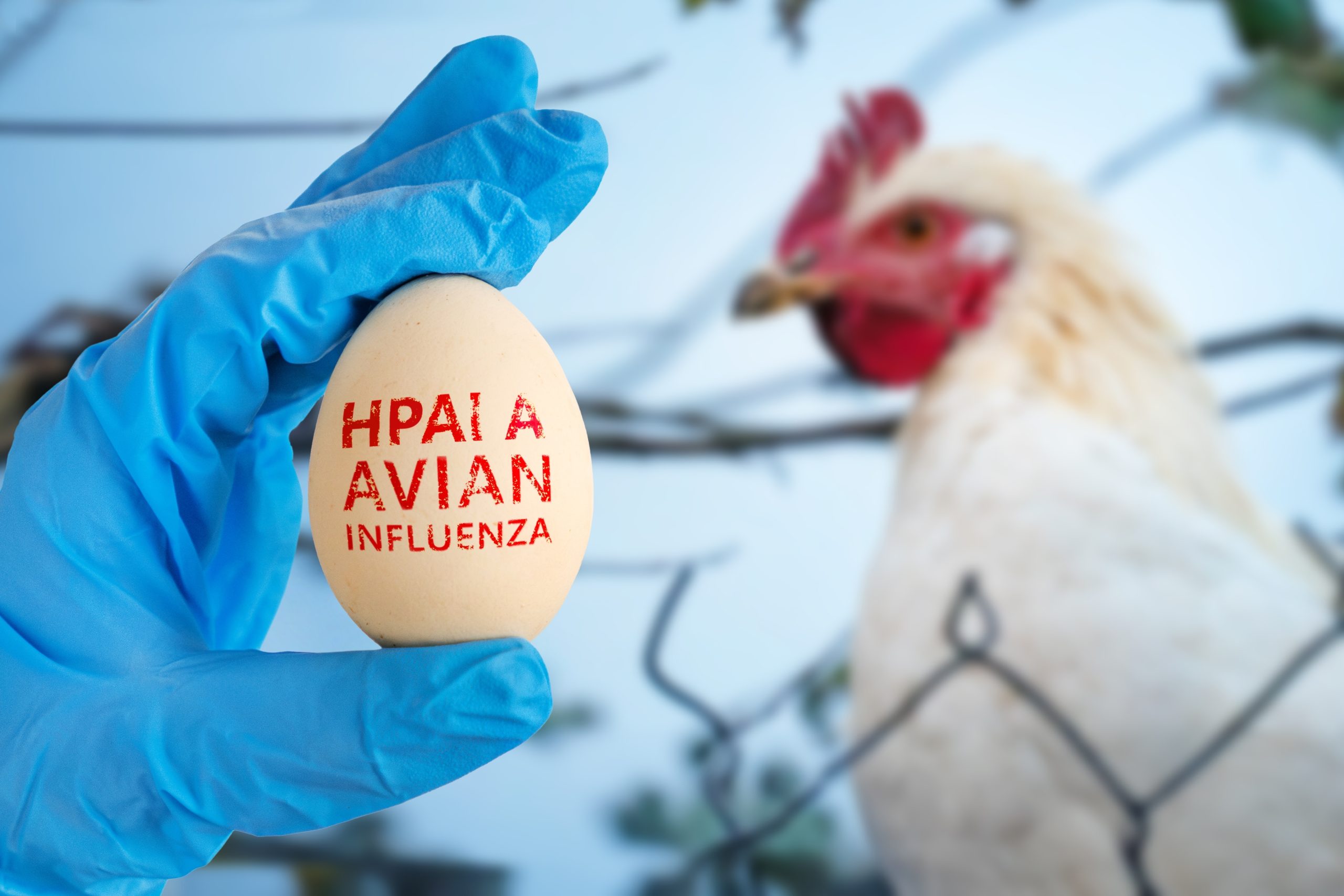 Suspect case of notifiable Avian Flu found in Co Tyrone commercial poultry premises