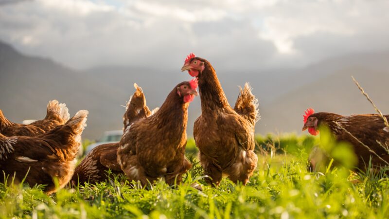 Housing Order declared to protect poultry from Avian Influenza