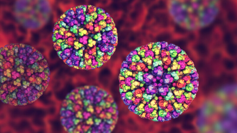 UFU issues update on Bluetongue and new livestock restrictions