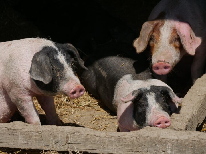 Concern grows over future of NI pig sector as farmers await clarity