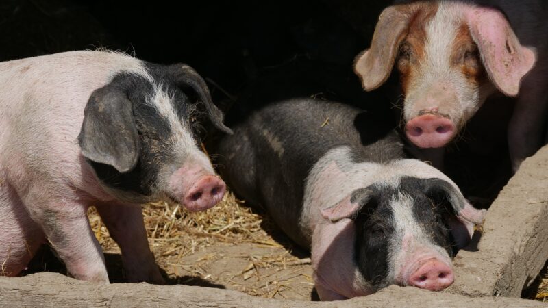 Concern grows over future of NI pig sector as farmers await clarity